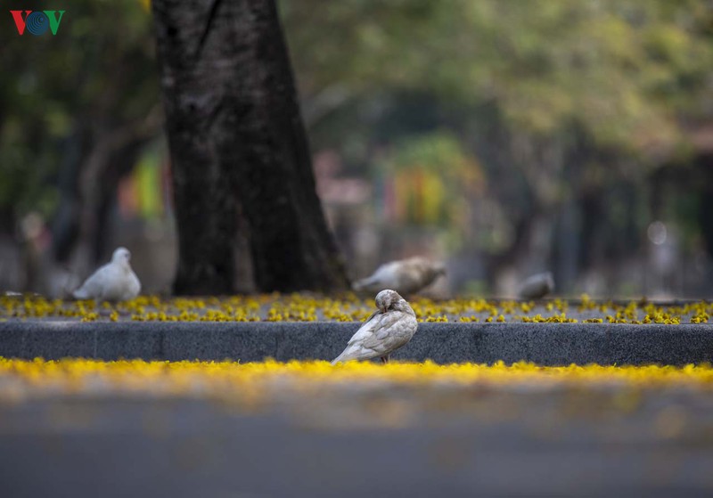 Những con đường quanh thành nội, công viên hai bên bờ sông Hương bất kể nơi đâu cũng có thể gặp những cánh hoa vàng mong manh trong gió và rụng xuống mặt đường thành 1 thảm hoa tuyệt đẹp.