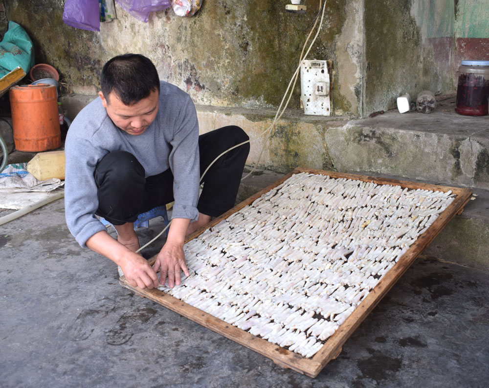 Sá sùng sản phẩm ocop của Hải Hà đang được gia đình chị Nguyễn Thị Văn, thôn 4, xã Quảng Minh sơ chế trước khi đưa vào lò sấy khô. Ảnh: Công Thành