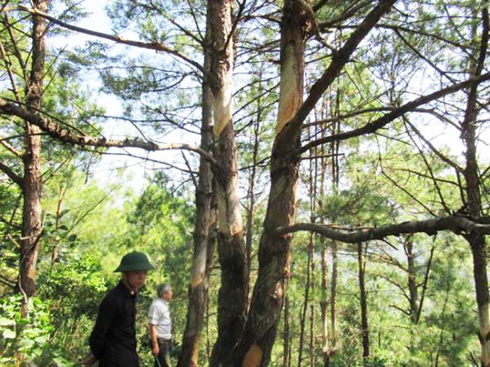 Tuy nhiên có rất nhiều diện tích rừng thông non đã bị khai thác quá mức.