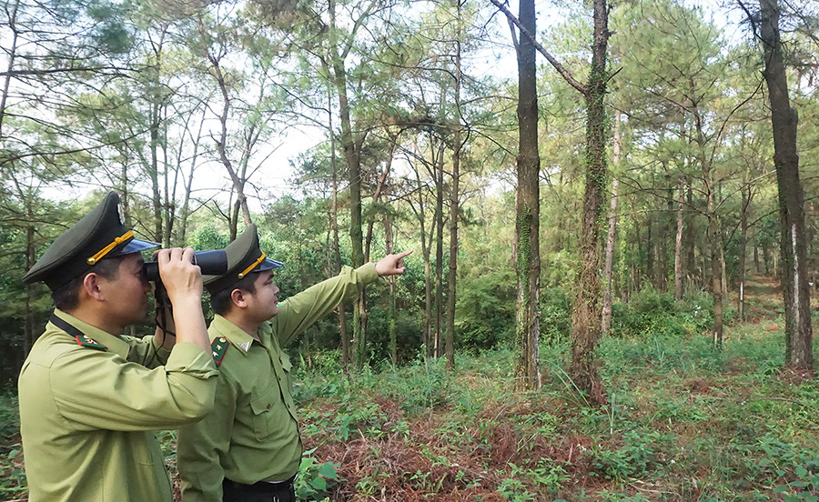 Kiểm lâm TP Hạ Long tuần tra, bảo vệ rừng thông trên địa bàn. Ảnh Minh Đức.