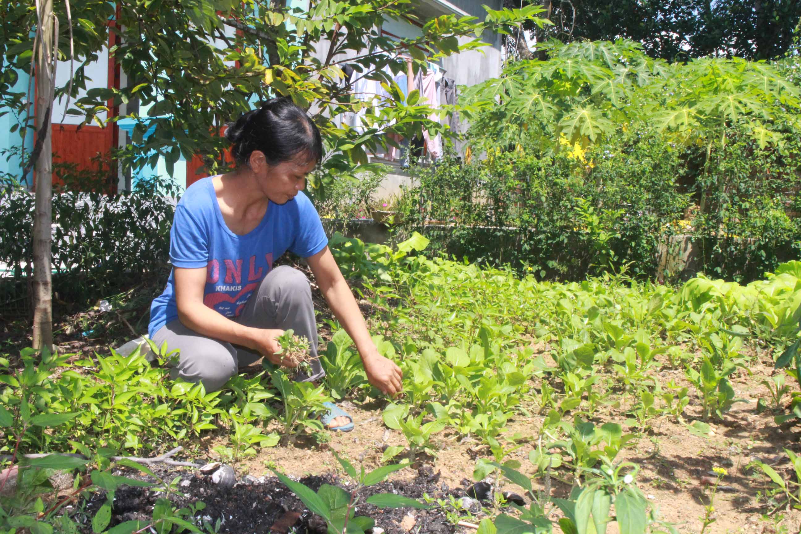 Chị Nguyễn Thị Hường (phường Đông Mai, TX Quảng Yên) đang chăm sóc vườn rau tăng thêm thu nhập cho gia đình