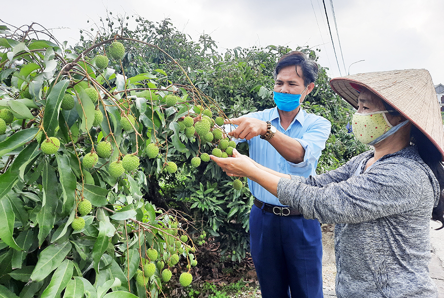 Hầu hết diện tích vải đang cho thu hoạch của Phương Nam đều đang áp dụng tiêu chuẩn VietGAP và được chính quyền phường Phương Nam thường xuyên kiểm tra thực tế