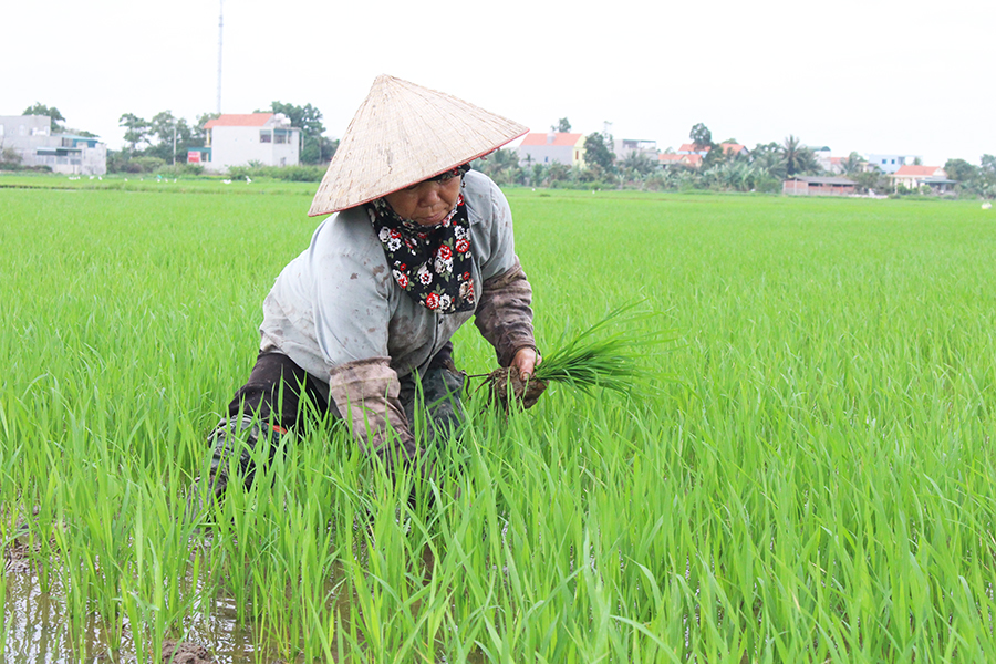 Nông dân Lê Thị Lũy, xã Cẩm La, TX Quảng Yên chăm sóc ruộng lúa của mình. Ảnh: Ánh Tuyết (Trung tâm TT-VH Quảng Yên)