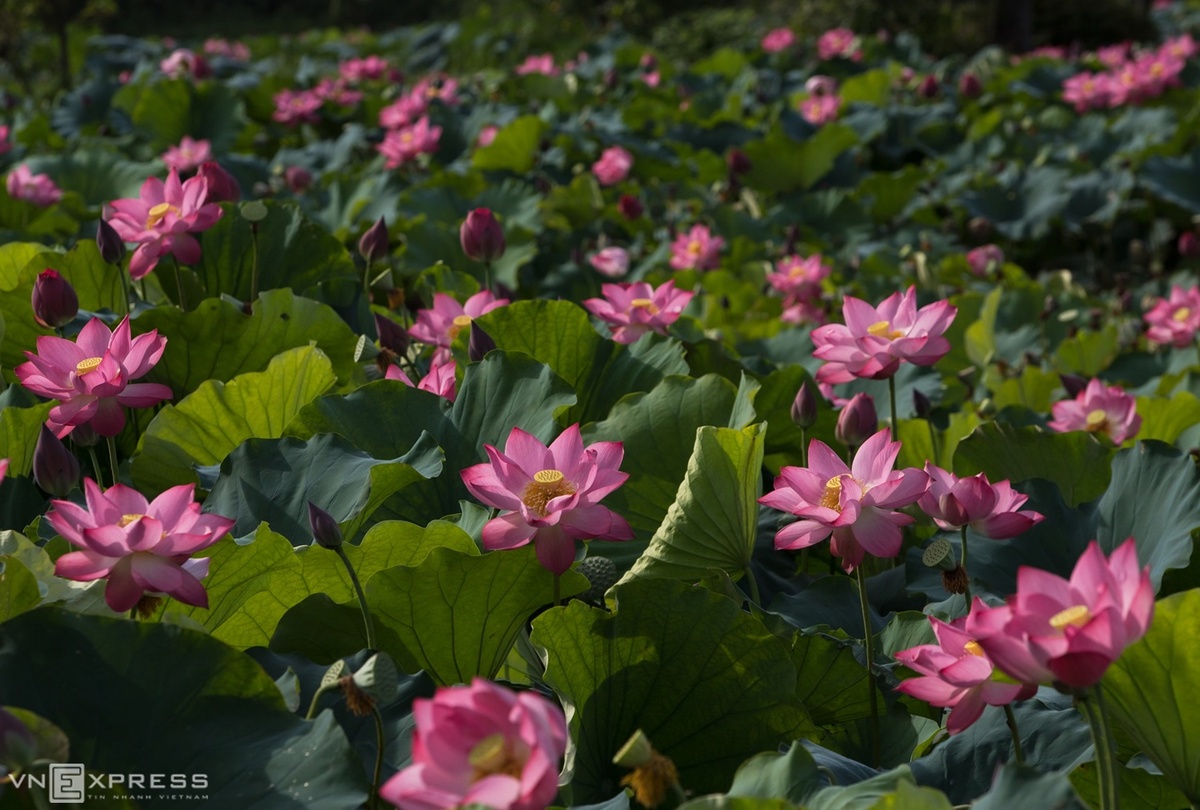 Sen Huế thường có sen hồng và sen trắng. Ngoài khu hồ Tịnh, sen còn trồng tại các hào nước thành phố Huế và các đầm, ao sen khắp vùng ven đô.