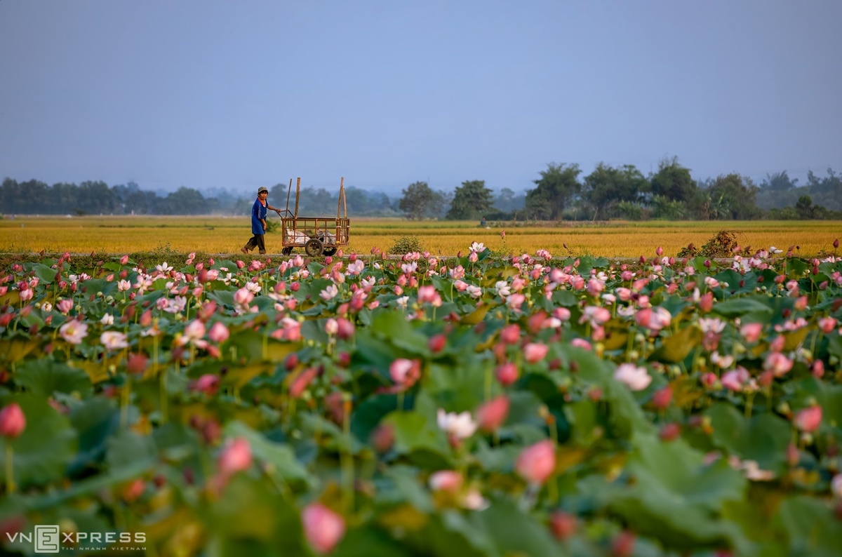 Người dân làng La Chữ, xã Hương Chữ, thị xã Hương Trà trồng sen theo hình thức thâm canh, xen kẽ các ruộng lúa. Đây là một trong những nơi ngắm mùa sen nở đẹp ở vùng ngoại ô Huế.