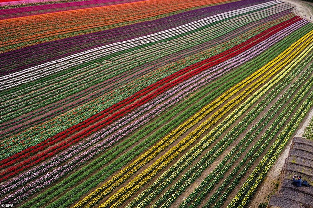 Những bông hoa tulip nở rộ trải dài trên cánh đồng rộng 100 ha ở Grevenbroich, Đức, vào Chủ nhật vừa qua
