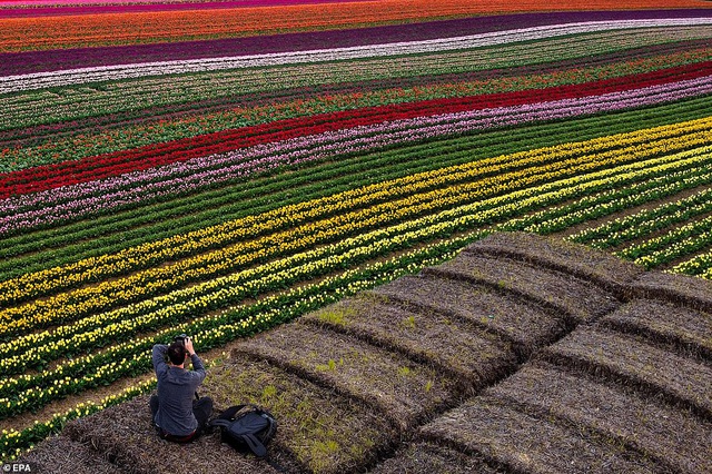 Khi hoa tulip bắt đầu nở rộ trên cánh đồng rộng lớn ở Đức, du khách yêu thiên nhiên ghi lại cảnh tượng lạ thường này