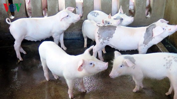 Nhập khẩu lợn giống, khôi phục tái đàn được coi là giải pháp hỗ trợ người chăn nuôi, góp phần bình ổn giá thịt lợn.