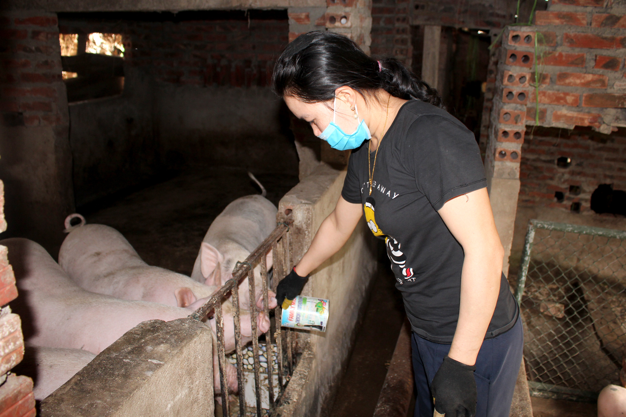 Các hộ chăn nuôi lợn trên địa bàn xã Hiệp Hòa, TX Quảng Yên thực hiện tái đàn lợn theo hướng đảm bảo an toàn sinh học, ngày 17/4/2020.