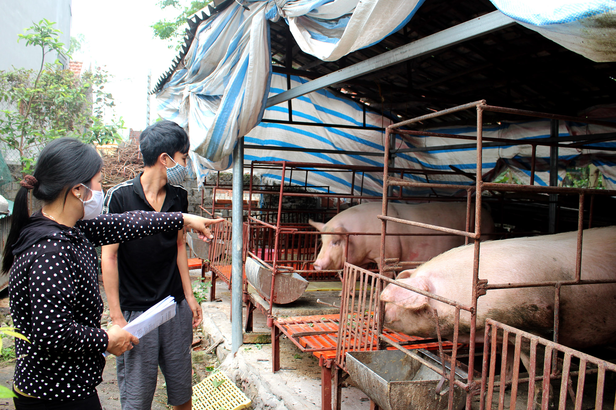 Cán bộ thú y xã Hiệp Hòa đến kiểm tra công tác phòng, chống dịch bệnh sau khi tái đàn lợn tại gia đình ông Đinh Công Hữu, thôn 13, xã Hiệp Hòa, TX Quảng Yên, ngày 17/4/2020.