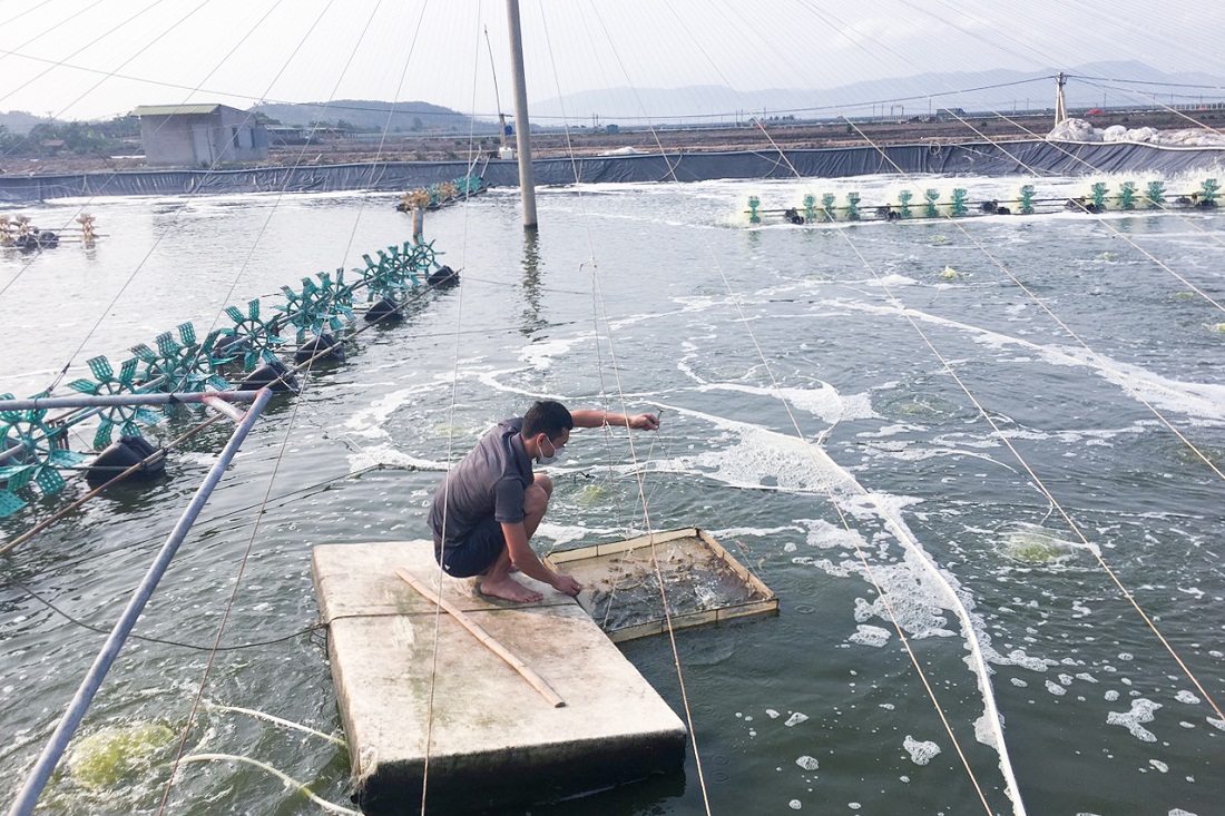 Nhờ có hệ thống điện, đường giao thông đảm bảo đã phục vụ tốt việc nuôi trồng thủy sản của người dân phường Tân An, TX Quảng Yên.