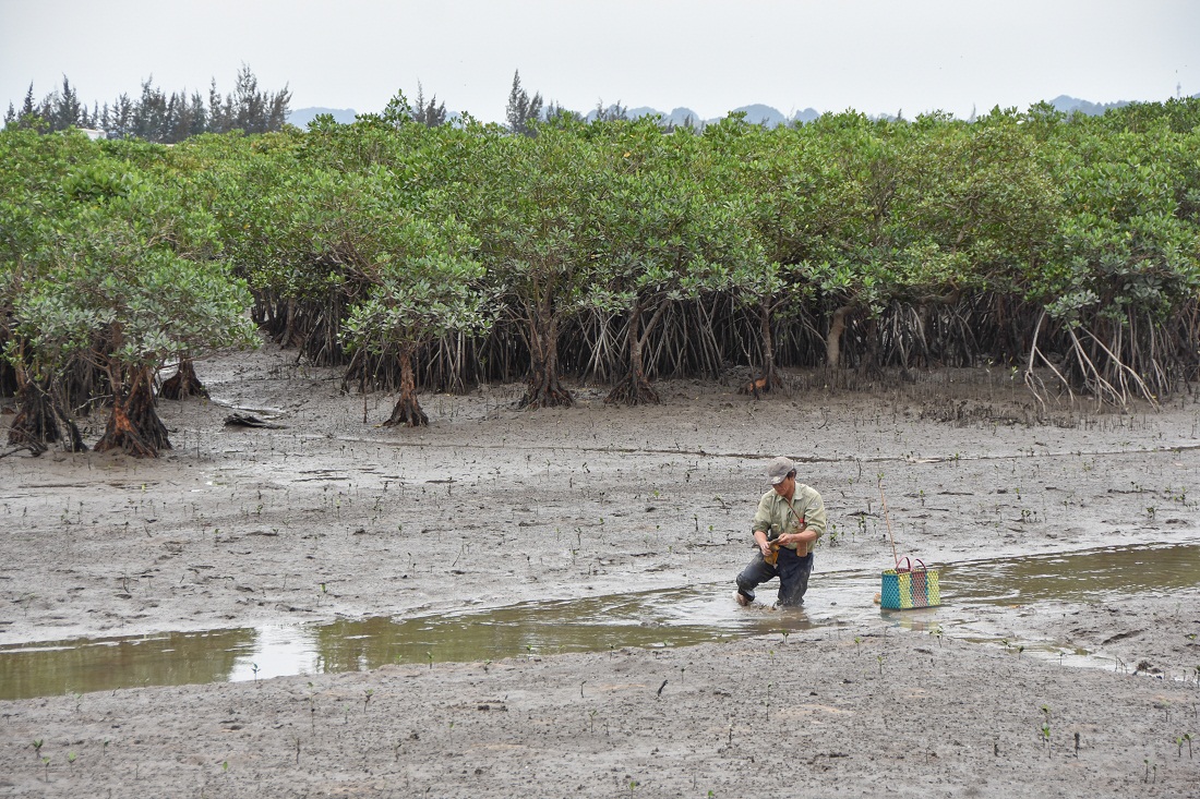 Người dân xã Thống Nhất (TP Hạ Long) khai thác thuỷ, hải sản dưới những cánh rừng ngập mặn.