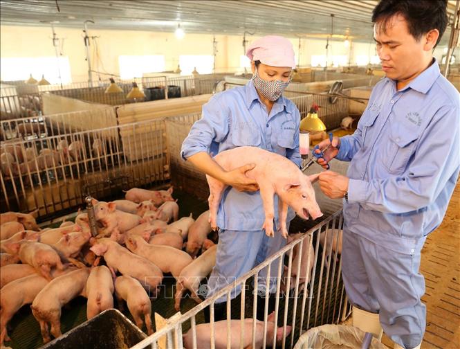Công ty TNHH lợn giống hạt nhân Dabaco (Tập đoàn Dabaco Việt Nam) được giao nhiệm vụ nuôi giữ, lai tạo đàn giống gốc cụ kỵ, ông bà, bố mẹ thuộc các giống Duroc, Piteran, Landat, Yorshire được nhập khẩu từ Canada, Đan Mạch, Tây Ban Nha, Mỹ…. Ảnh: Vũ Sinh/TTXVN