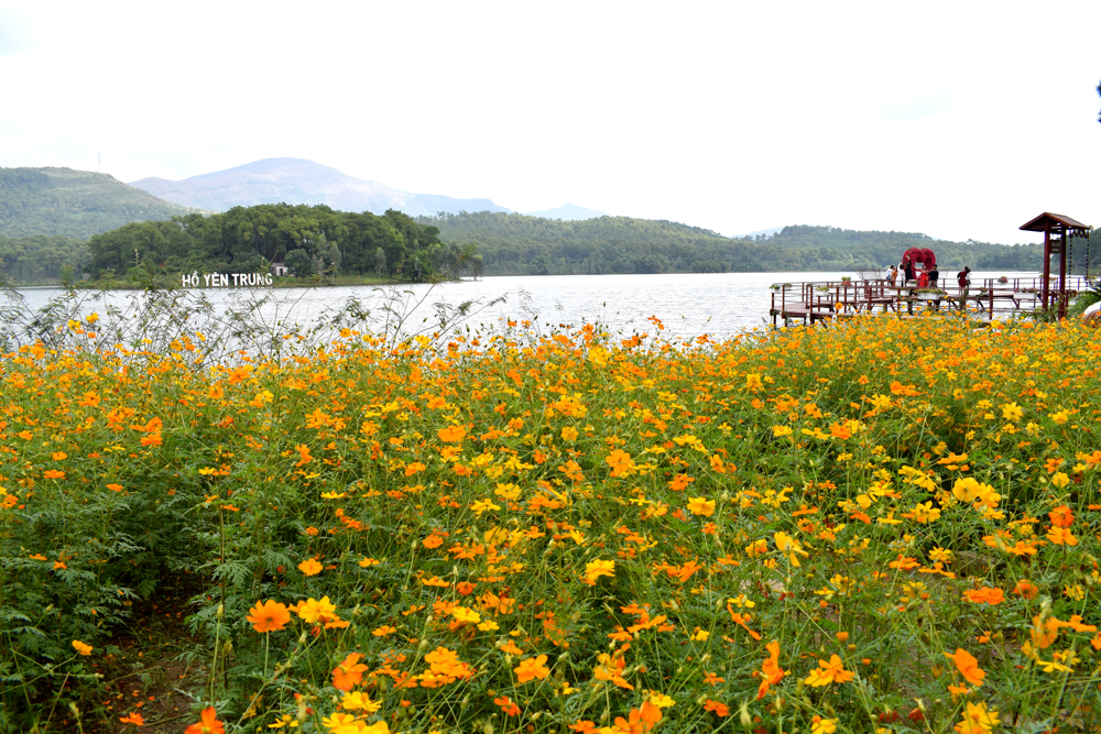 Cánh đồng hoa ở hồ Yên Trung, phường Phương Đông