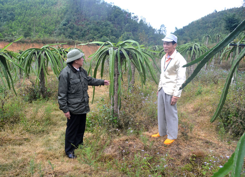 Ông Hà Xuân Tiến (bên phải) đang trao đổi về kỹ thuật trồng thanh long với người dân trong thôn trên ruộng thanh long nhà mình