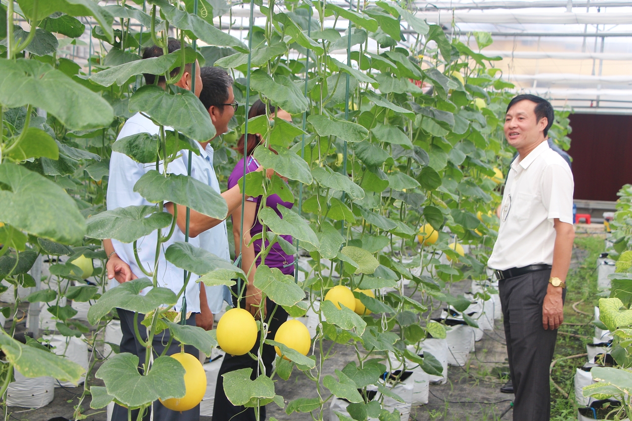  Mô hình trồng dưa Kim Hoàng Hậu trong nhà lưới do Phòng Kinh tế TX Quảng Yên phối hợp với Trường Cao đẳng Nông Lâm Đông Bắc triển khai.