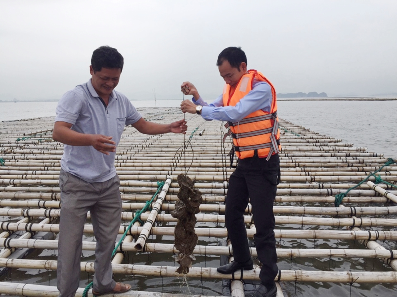 Lãnh đạo Phòng Kinh tế Quảng Yên kiểm tra chất lượng mô hình nuôi hàu bằng bè trên cửa sông của Công ty CP Thuỷ sản Tân An (TX Quảng Yên).