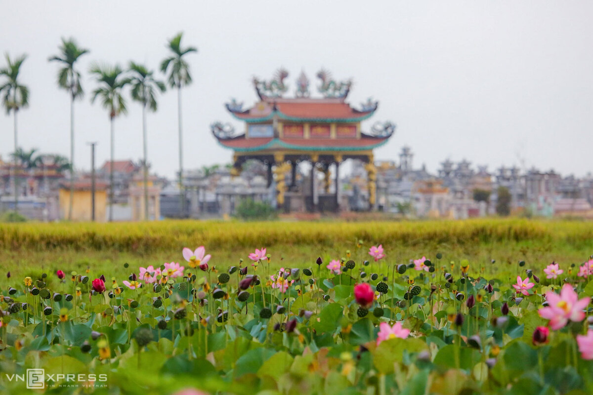 Đầm sen trên địa bàn phường Điện An, thị xã Điện Bàn, đoạn tỉnh lộ 609, Quảng Nam. Sen và lúa được xem là hai cây kinh tế quan trọng, với hơn 35 hộ trồng trên 50 ha sen trên vùng đất trũng Điện Bàn.  Bức ảnh nằm trong bộ “Hương sen đồng quê” của anh Nguyễn Minh Phước (sống tại Đà Nẵng). Với niềm yêu thích nhiếp ảnh và du lịch, anh thường đạp xe kết hợp chụp ảnh trên cung đường Đà Nẵng – Quảng Nam.