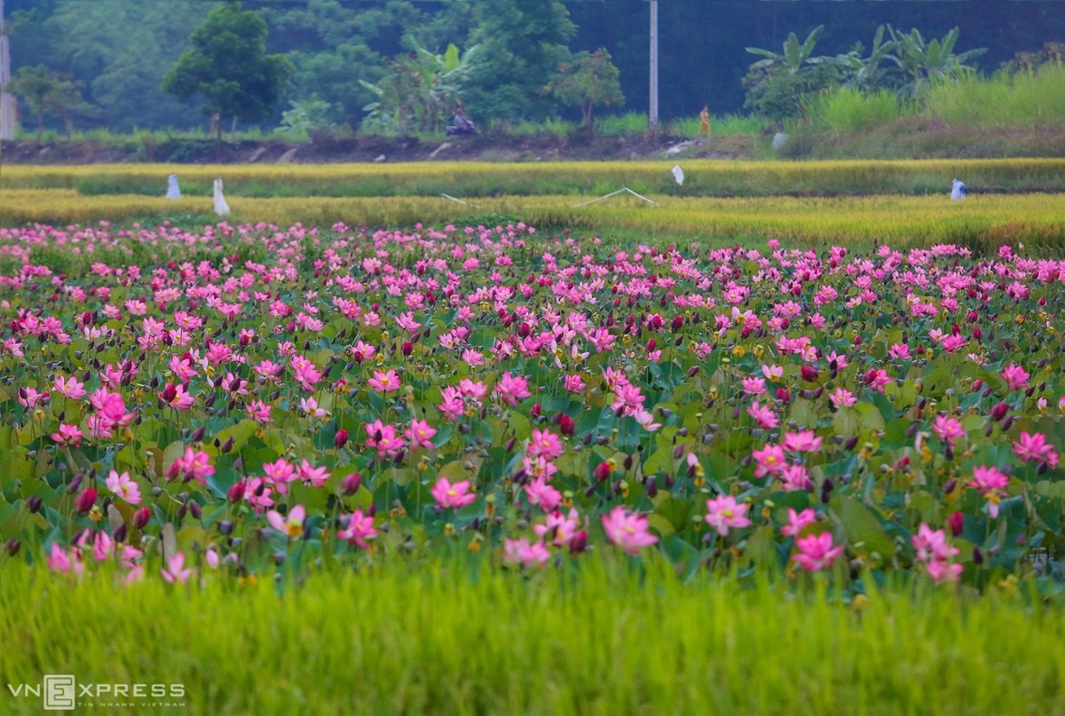 Quang cảnh đầm sen rực hồng nép mình bên ruộng lúa sắp thu hoạch, phía xa là đường làng phường Điện An.  Ngoài sen phường Điện An, du khách có dịp đi ngang qua địa bàn các xã Điện Tiến, Điện Thọ hay Điện Minh thuộc thị xã Điện Bàn sẽ cảm thấy lòng nhẹ nhàng trước hương sen trong gió.