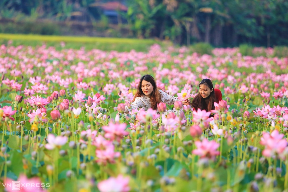 Những du khách ngắm sen vô tình thành mẫu trong những bức ảnh, khi tác giả dừng chân chụp ảnh đầm sen Điện An.