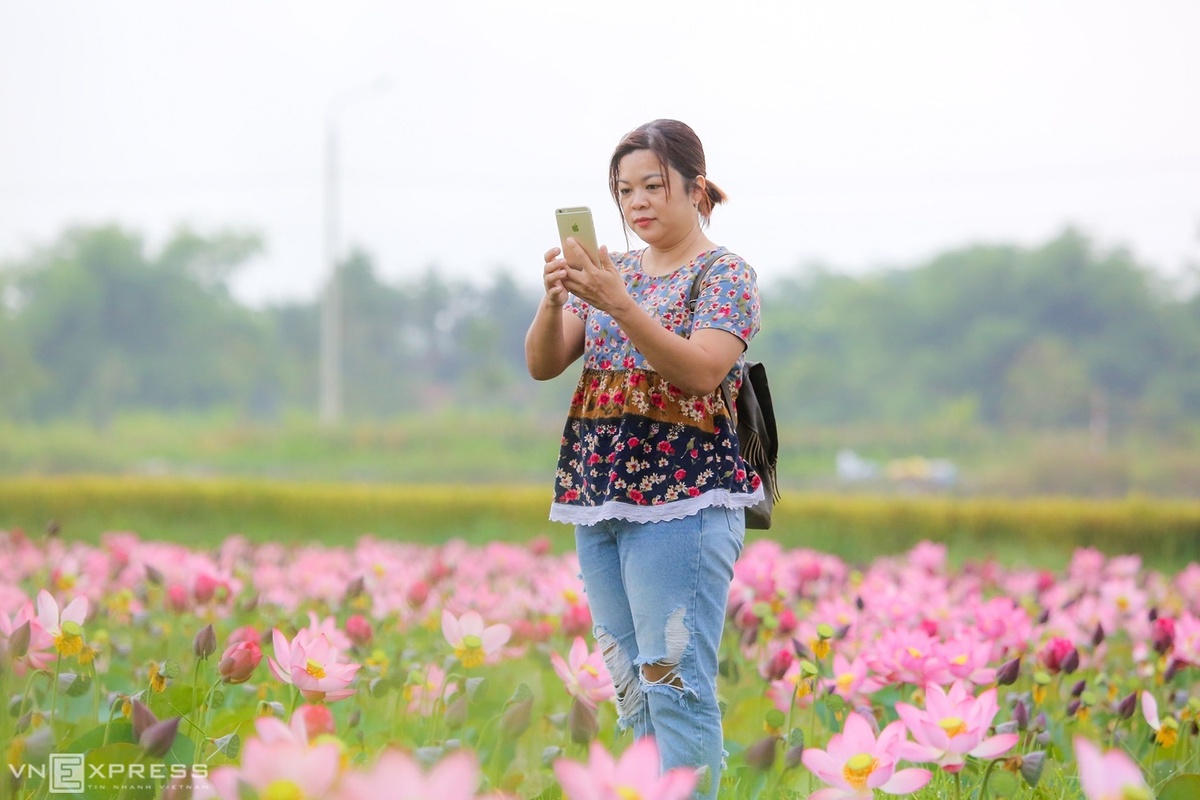 Chị Phương Nguyễn (Đà Nẵng) cho biết, trên đường về quê thấy đầm sen Điện An nở đẹp nên dừng lại chụp ảnh, thả hồn mình vào quang cảnh bình yên.  Ngoài mang lại giá trị kinh tế, mỗi mùa sen nở thu hút nhiều người dân và du khách đến chụp ảnh, tận hưởng không khí trong lành và tăng thêm nét sinh động làng quê.