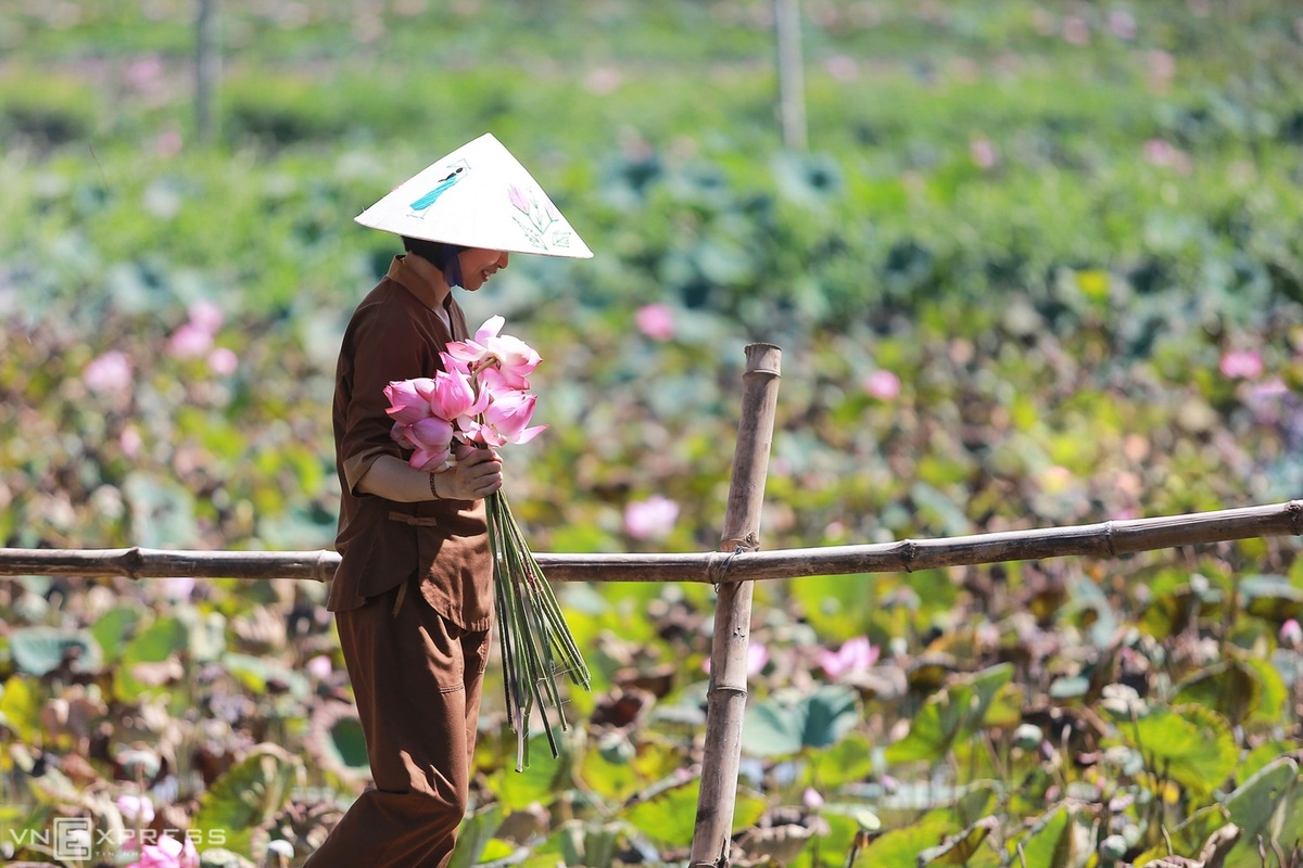 Sen nở sẽ theo chân người về phố, để trang trí những bình hoa trong nhà. Hầu như toàn bộ cây sen đều cho giá trị kinh tế từ hoa, lá, hạt cho tới củ sen, nếu được thu hoạch theo đúng quy trình kỹ thuật và yêu cầu của người tiêu dùng.