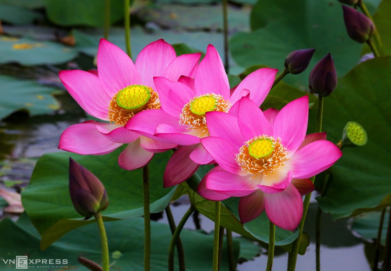Những bông sen hồng mộc mạc, tỏa hương sắc giữa miền quê. Trong tâm thức người Việt, sen tượng trưng cho sự thanh khiết, luôn vươn dậy trong hoàn cảnh khó khăn.