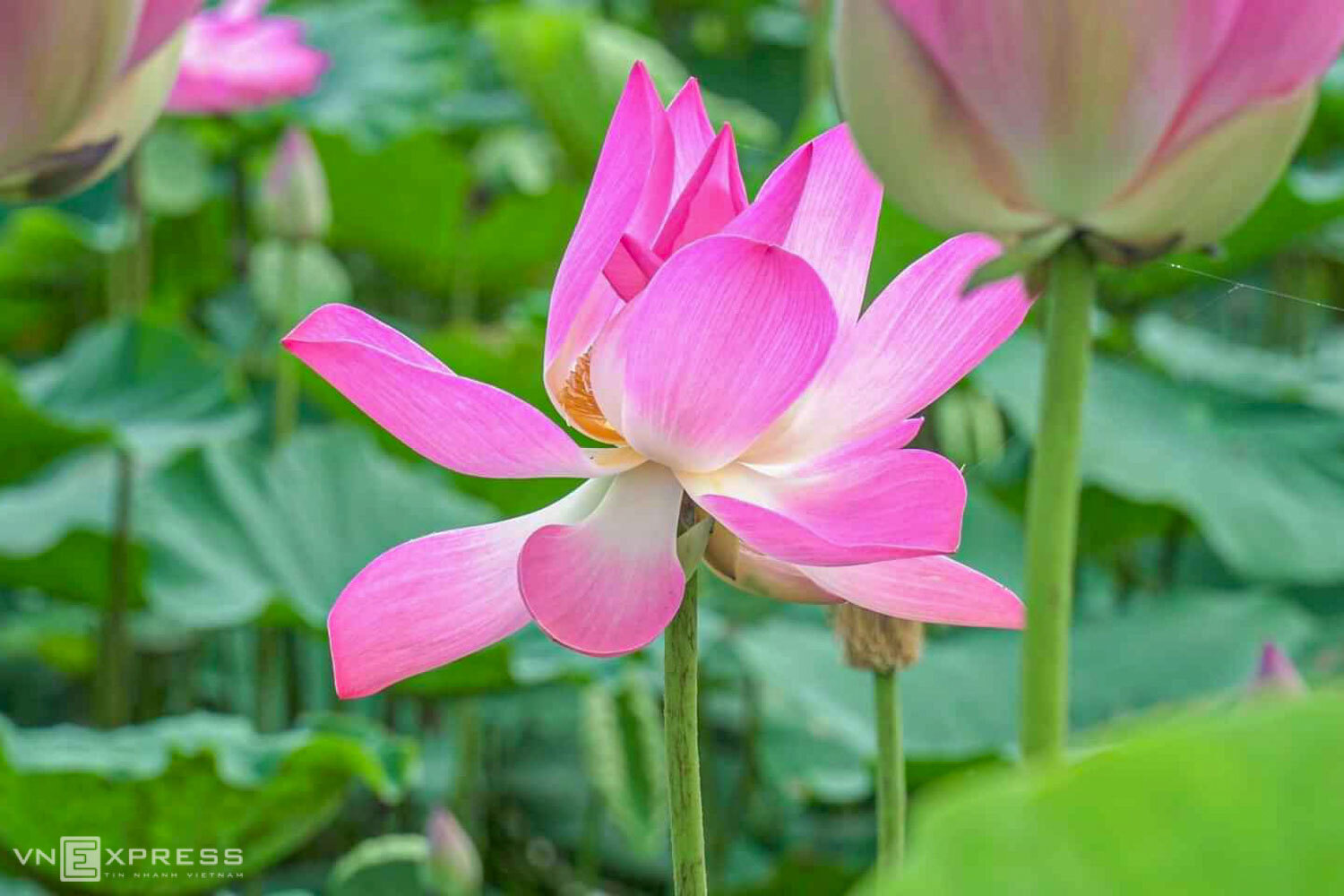 Sen hồng khoe sắc trong nắng sớm. Đầm tại đường tránh Nam Hải Vân trồng loại sen có cánh màu hồng nhạt, không đậm như loại sen tại Điện Bàn.