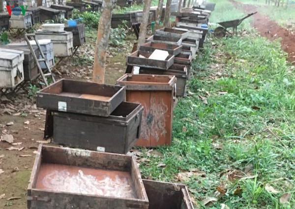  315 thùng ong nuôi lấy mật đã nuôi được 6 năm của gia đình Trần Đình Truyền, trú tại xã Trung Nam, huyện Vĩnh Linh chỉ qua 1 đêm bị chết sạch.
