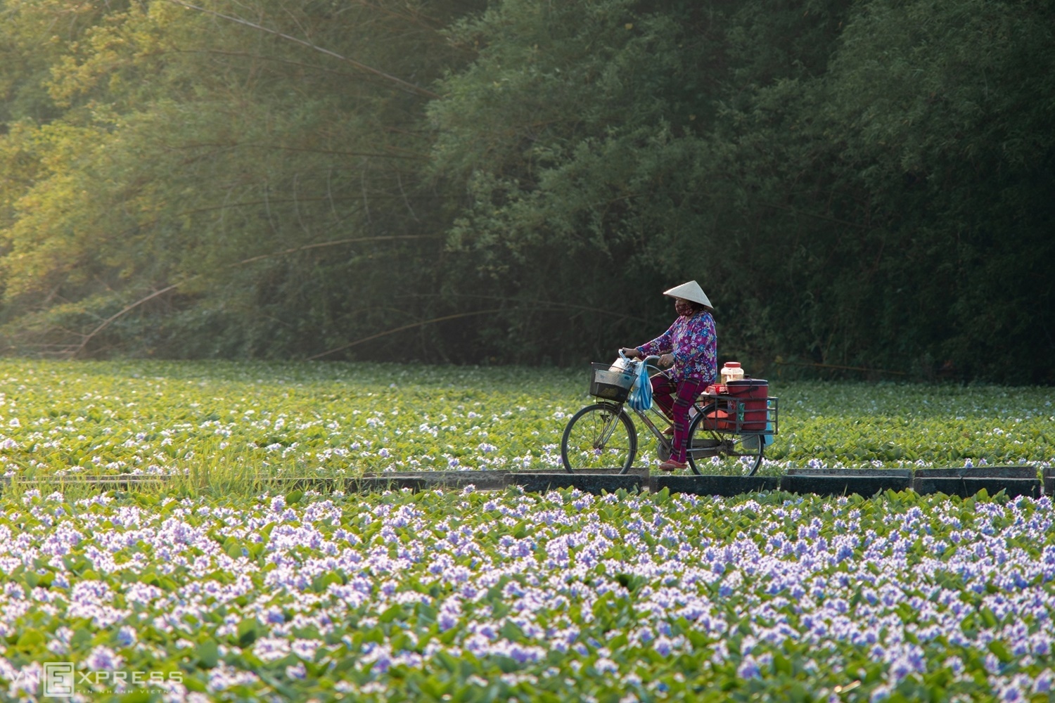 Người phụ nữ đạp xe bán hàng trên đường quê. Một trong những ý nghĩa của loài hoa này chính là sức sống mãnh liệt, dù bị vùi dập bởi mưa gió, dòng chảy nhưng vẫn nở hoa tím biếc và vươn mình đón nắng.