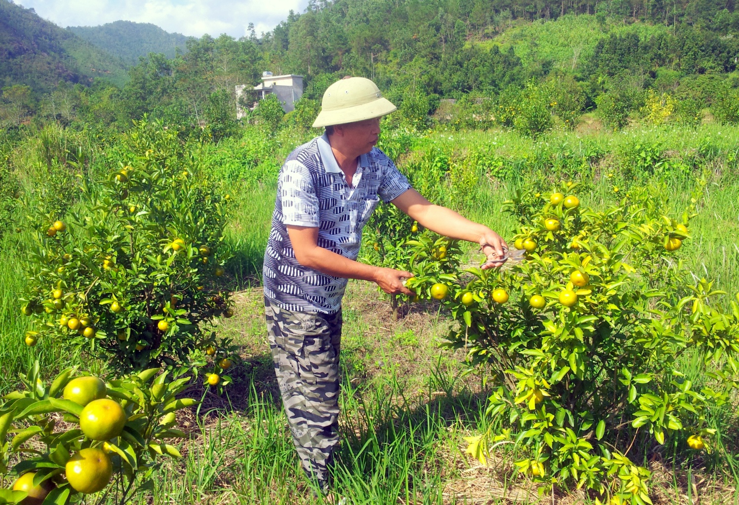 Mô hình trồng cam trên đất đồi của hộ ông Hà Niệp Dường, thôn Nà Sa, xã Hoành Mô, huyện Bình Liêu. Ảnh: Minh Hà