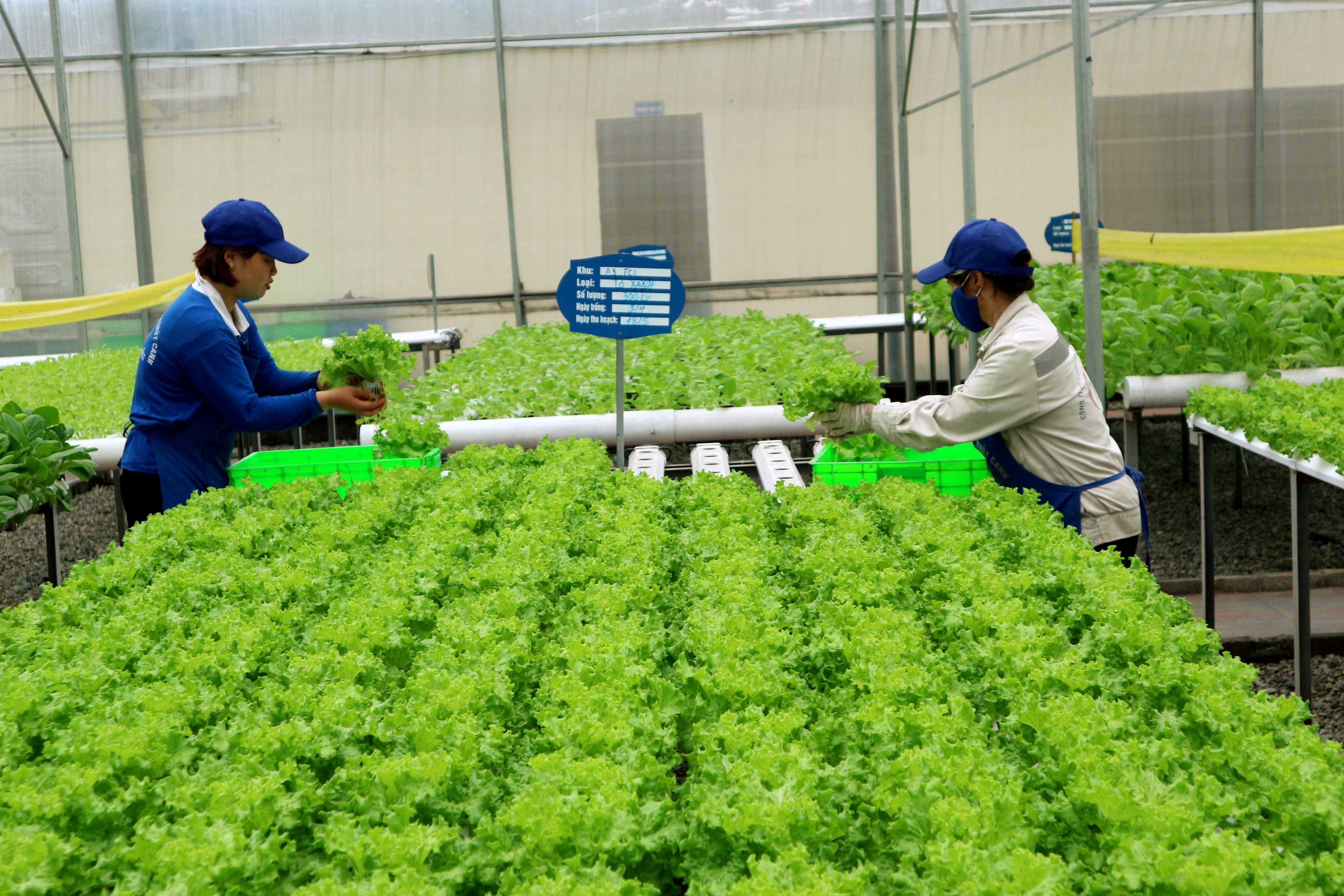 Trồng rau thủy canh của Công ty CP Đầu tư - Xây dựng và Thương mại 188 là một trong những mô hình sản xuất nông nghiệp công nghệ cao đang được phát triển tại thị xã Đông Triều.