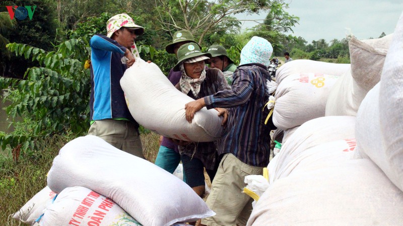  Giá lúa tươi ổn định từ 5.000 - 5.600/kg giúp người dân tiếp tục có lãi.