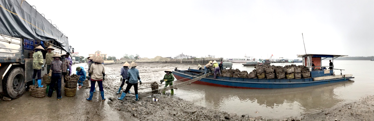 Hàu cửa sông tại Quảng Yên được người dân nhân giống, nuôi trồng rộng rãi mang lại giá trị kinh tế cao. 