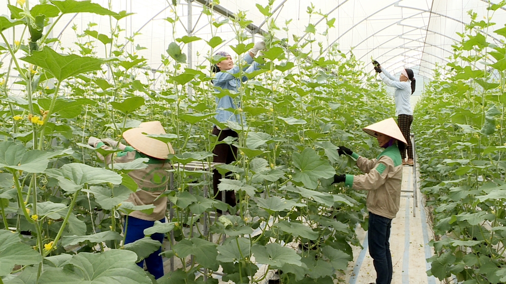 Sản xuất rau an toàn, chất lượng cao trong nhà lưới tại thôn Tân Thanh (xã Quảng Tân, huyện Đầm Hà).