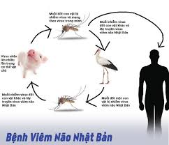 Đường lây của virus gây bệnh Viên não Nhật Bản. Ảnh: baosuckhoecongdong.vn