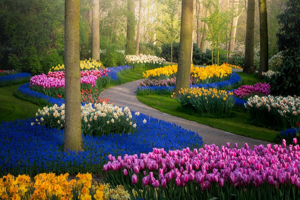 Công viên hoa tulip nằm ở thị trấn Lisse, cách thủ đô Amsterdam khoảng 40 phút đi xe buýt là điểm đến không thể bỏ lỡ khi tới Hà Lan. Đến đây, du khách được chìm đắm trong cảnh sắc tuyệt đẹp của những luống hoa tulip muôn màu sắc.