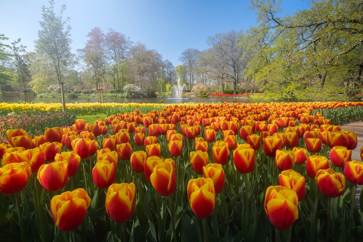 Mỗi năm có hàng triệu du khách đổ về công viên Keukenhof để ngắm hoa mùa xuân. Năm nay, hoa đua nhau nở rộ nhưng không một du khách tham quan do công viên phải đóng cửa vì Covid-19. 