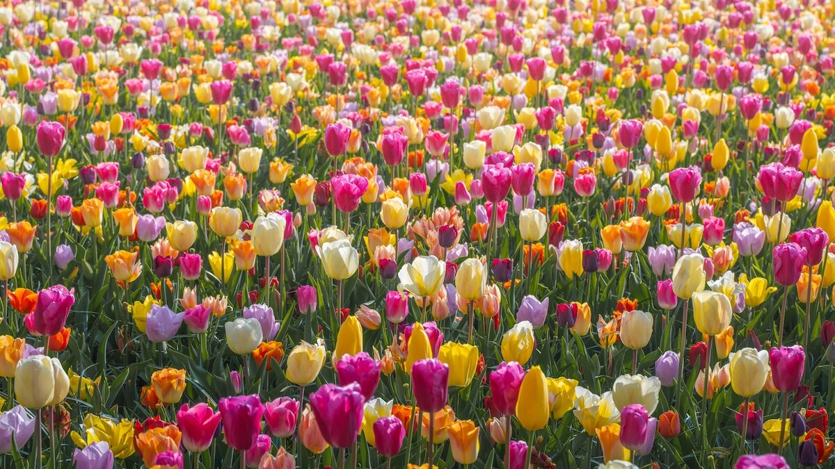 Công viên trồng hơn 7 triệu củ, với 800 giống hoa tulip khác nhau. Tháng 4 - 5 là thời điểm hoa nở rực rỡ nhất.