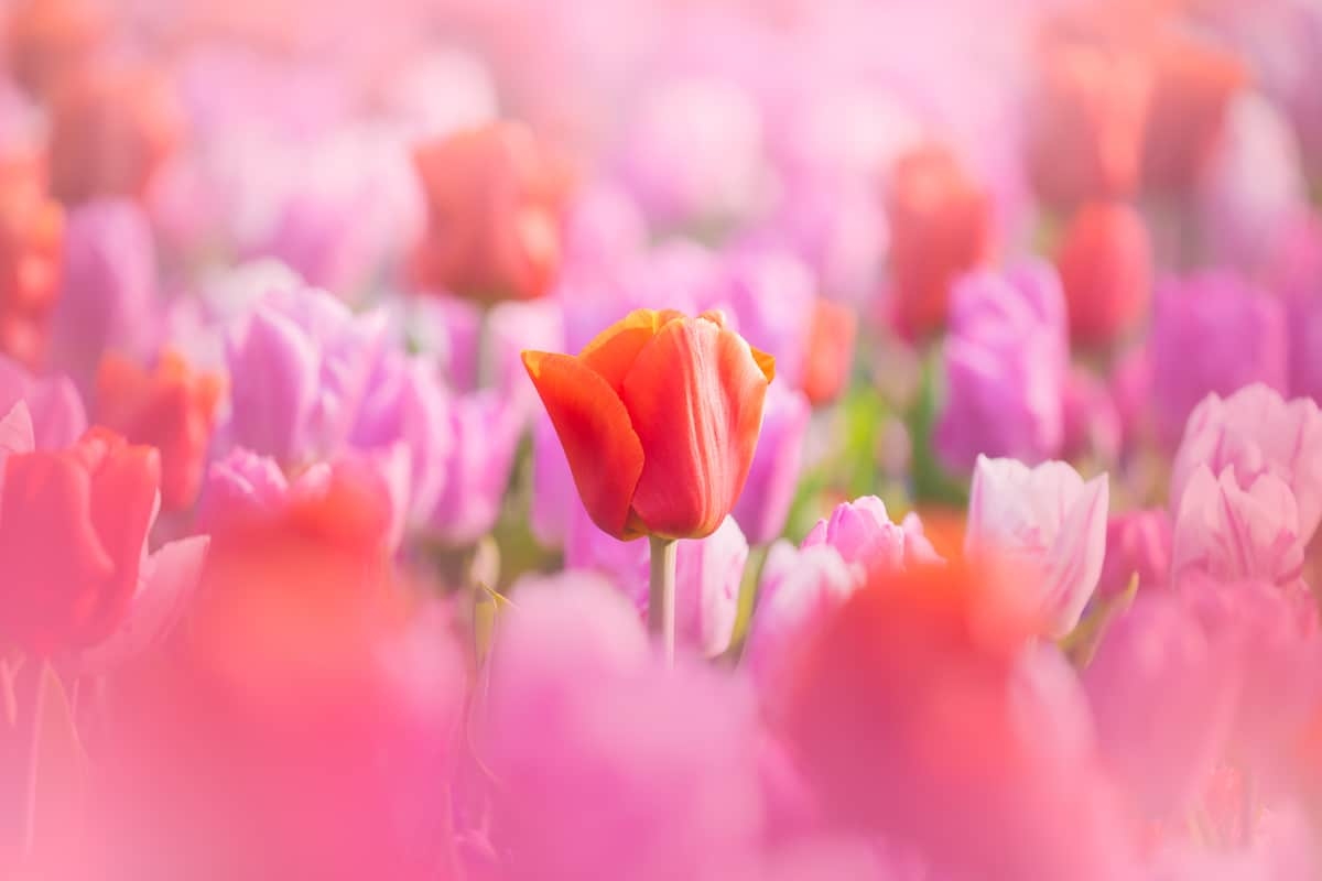 Nhiếp ảnh gia người Hà Lan Albert Dros, người đam mê chụp phong cảnh và hoa tulip liên hệ người quản lý, để chụp ảnh một ngày trong vườn. Anh chia sẻ đây là cơ hội hiếm có để chụp quang cảnh hoa khoe sắc không có người, điều mà hàng năm rất khó thực hiện.