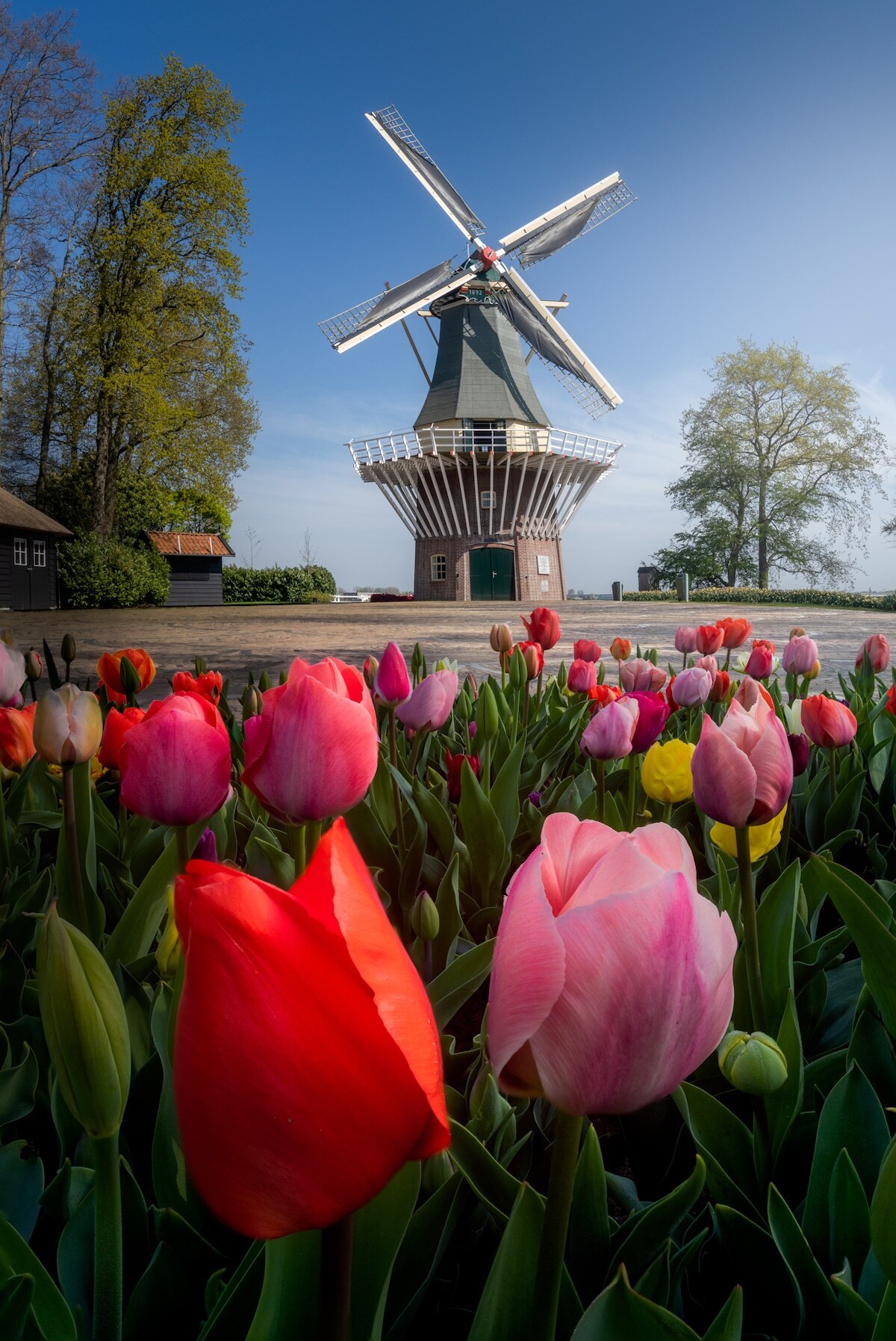Dros thoải mái khám phá công viên có diện tích trên 30 hecta, dành quỹ thời gian một ngày chụp các loại hoa tulip và những công trình biểu tượng của Hà Lan, gồm cối xay gió được dựng mô hình trong khu vườn.