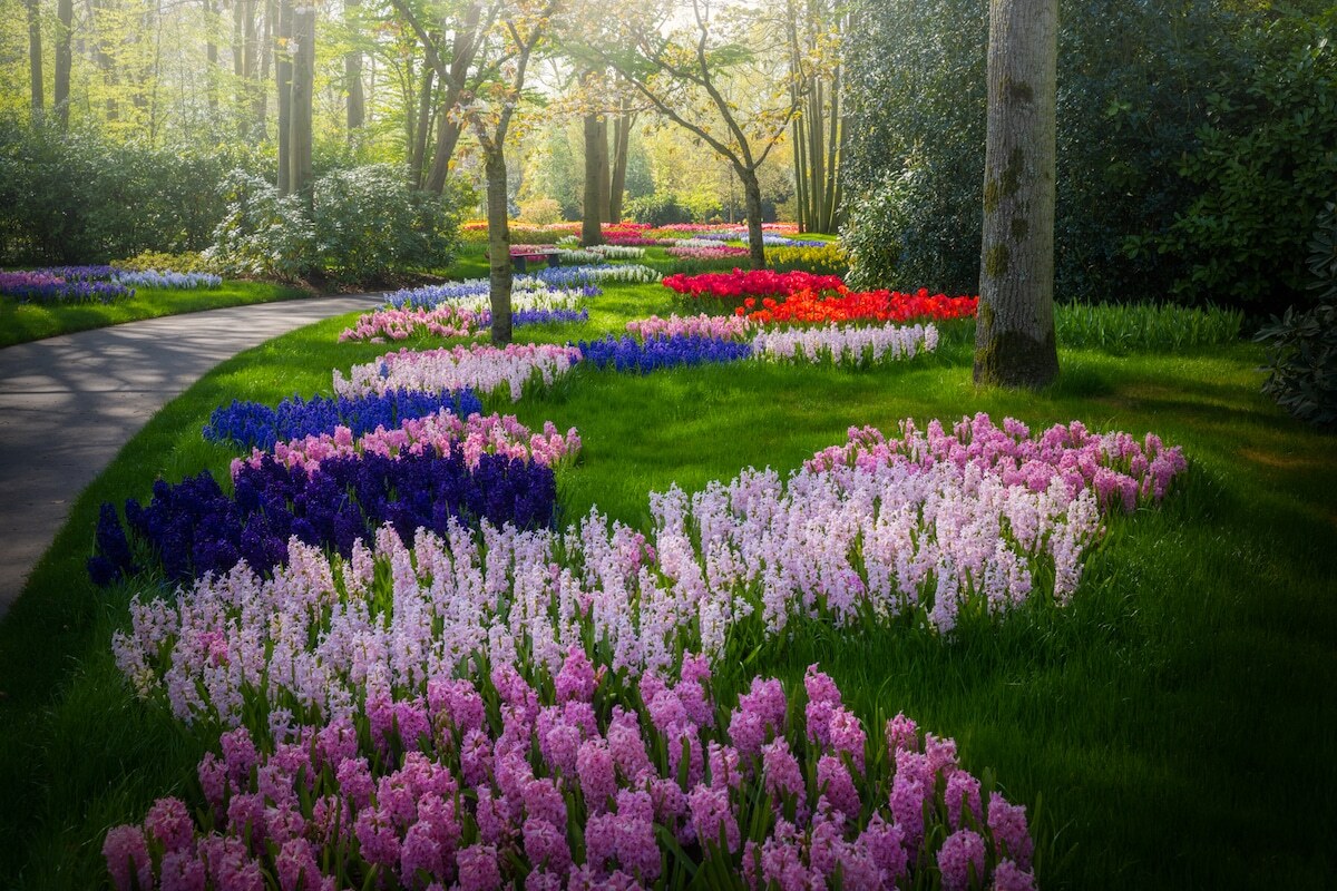 Các loài hoa khác được trồng xen kẽ với tulip.
