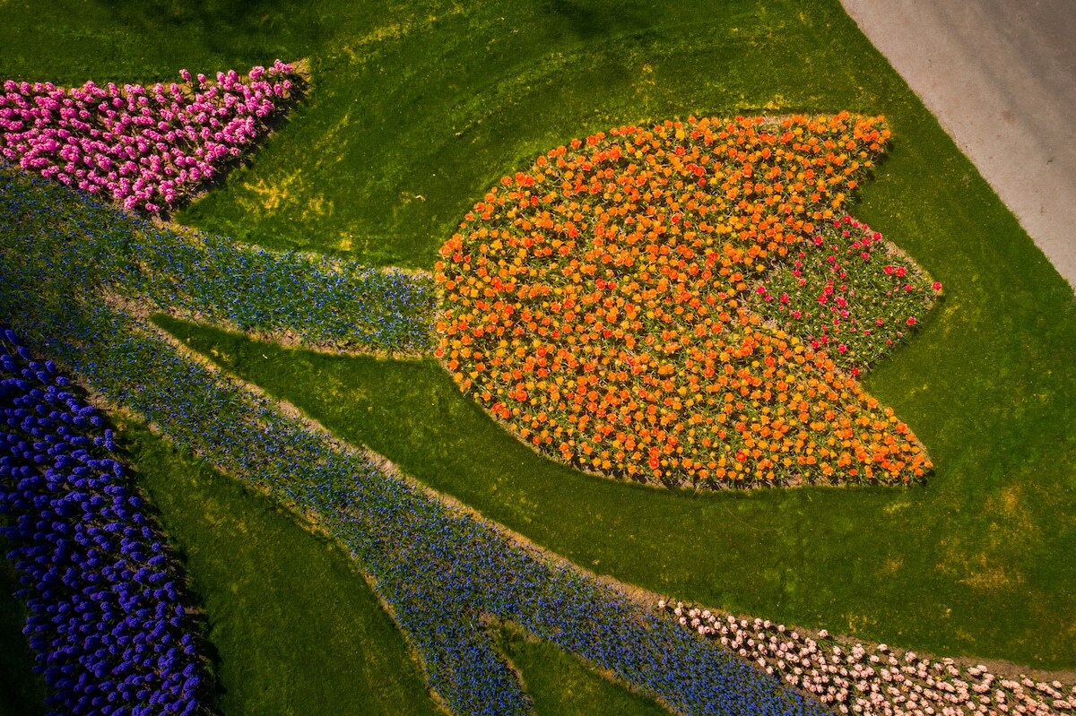 Tulip được tạo hình từ hàng trăm đóa hoa nhìn từ trên cao.   Tính đến ngày 4/5, Hà Lan xác nhận có 40.571 ca nhiễm nCoV và tử vong hơn 5.000 người. Nước này đang áp dụng các biện pháp cách giãn xã hội, người dân ở nhà và chỉ ra ngoài khi cần thiết.