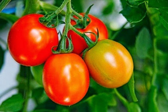 Cà chua được ví như 