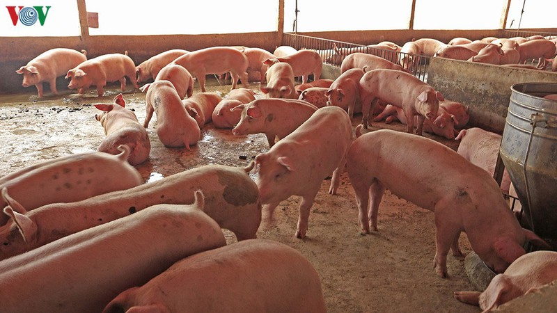 Đến nay tổng đàn lợn của cả nước đạt gần 24,89 triệu con.