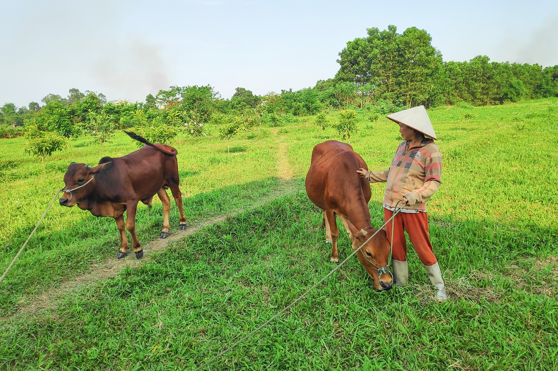 Chị Đinh Thị Tòng (thôn Tân Đông, xã Quảng Tân, huyện Đầm Hà) bên con bò giống đã giúp gia đình thoát nghèo năm 2018.