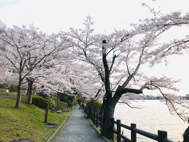 Tuy nhiên, năm nay do ảnh hưởng của đại dịch Covid-19, nhiều lễ hội ngắm hoa tại Nhật Bản buộc phải hủy bỏ, lượng khách tham quan cũng thưa thớt vắng vẻ chưa từng có.