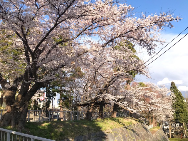 Tại tỉnh Iwate vùng Tohoku – một trong những thiên đường ngắm hoa anh đào nổi tiếng phía đông Bắc của Nhật Bản cũng vắng bóng khách tham quan. Tohoku có khí hậu lạnh, nên hoa anh đào thường nở muộn hơn các tỉnh khác của Nhật.