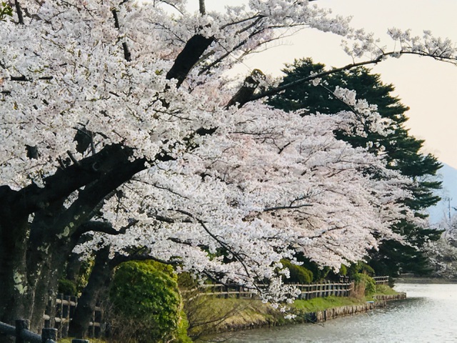 Một trong những điểm ngắm hoa anh đào đẹp nhất ở Tohoku là công viên Takamatsu. Những hàng cây anh đào cổ thụ xòe tán lớn, phủ kín hoa anh đào, tạo nên cảnh sắc choáng ngợp đẹp như cổ tích.
