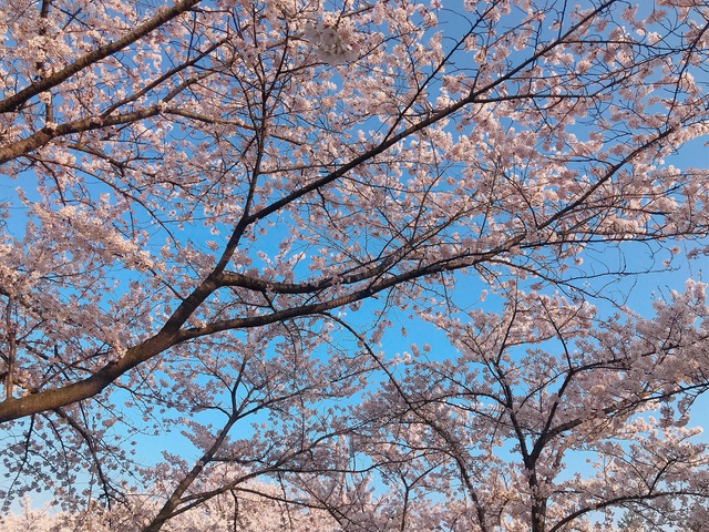 Tháng 5 được xem là thời điểm hoa anh đào nở rộ nhất, thời tiết ở Nhật Bản lúc này cũng ấm áp với nhiệt độ dao động từ 18-23 độ C, rất lý tưởng để ngắm hoa, chụp ảnh. 